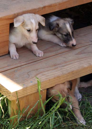 Pups on Steps